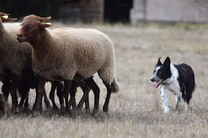 Sheep And Dog Coaching, Dresseur De Chiens à Bouxwiller