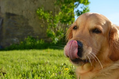 CaniGuide, Dresseur de Chiens à Orgères