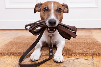 Educateur Comportementaliste Canin MICHEL GIOE, Dresseur de Chiens à Tortequesne