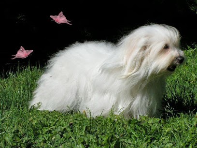 Elevage du royaume d'Odin, Eleveur de Chiens à Beaurepaire