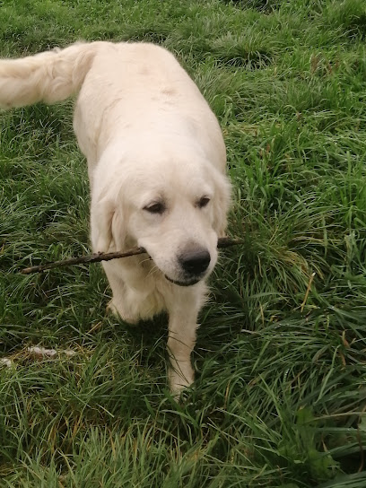 Élevage De Golden Retriever - Snowgold, Éleveur De Chiens à Torcé