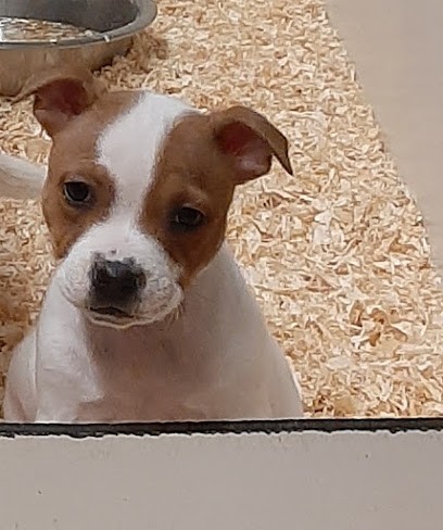 les crocs de l'empereur, Eleveur de Chiens à Ussel