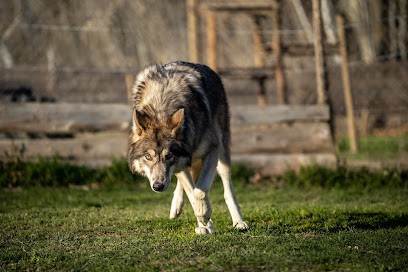 À La Petite île Pension/Élevage, Pension pour Chiens à Roquemaure