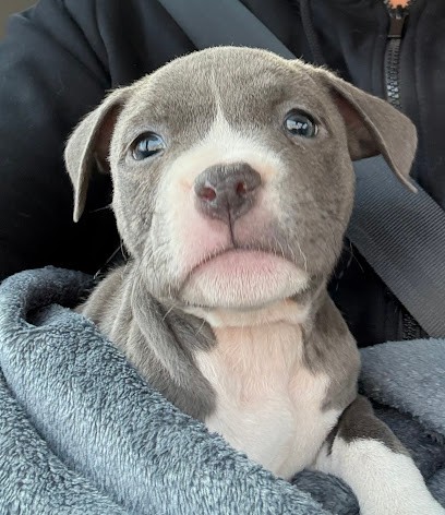 Rearing Shine Of Diamant Bleu, Eleveur de Chiens à Saint-Barthélemy