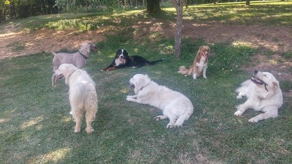 Maison De Toutou, Pension pour Chiens à Marolles-les-Buis