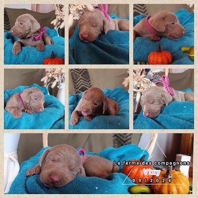 Elevage canin familial : La Ferme des Compagnons, Eleveur de Chiens à Landrecies