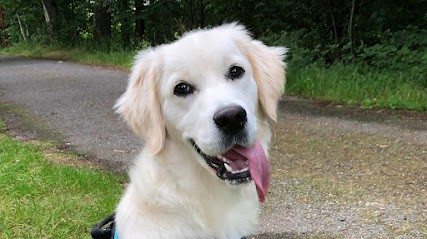 DOGGOLOG - éducateur Comportementaliste Canin A Domicile, Dresseur de Chiens à Tinténiac