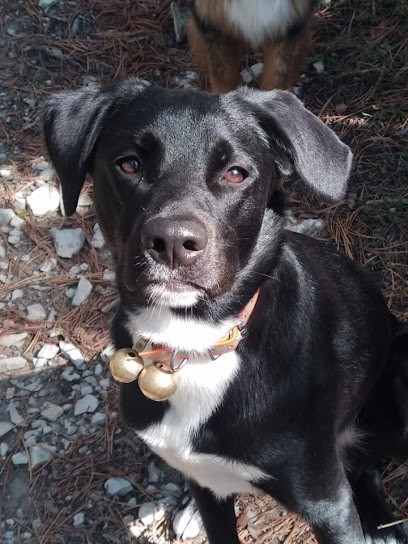 Pension canine la kaimounelle, Pension pour Chiens à Thorame-Basse