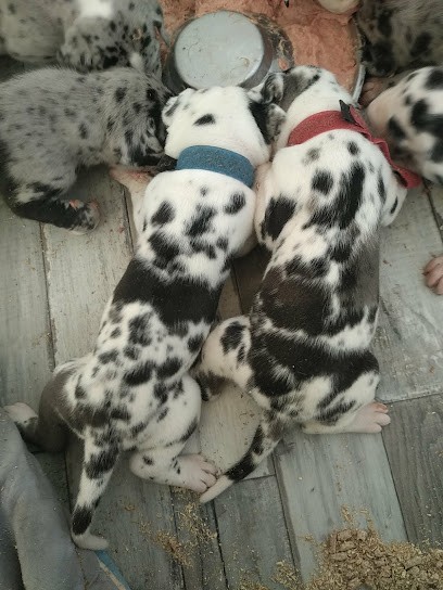 Elevage De L'empire D'Hadrien, Eleveur de Chiens à Antogny-le-Tillac