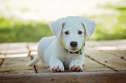 Ecoutons-nous Education Canine et Pastorale, Dresseur de Chiens à Nuits-Saint-Georges