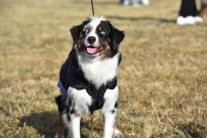Elevage berger australien et mini americain wolf in the valley, Eleveur de Chiens à Villegly