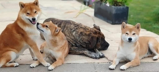 Du Domaine De No Way Éleveur De Chiens à Laneuveville-aux-Bois
