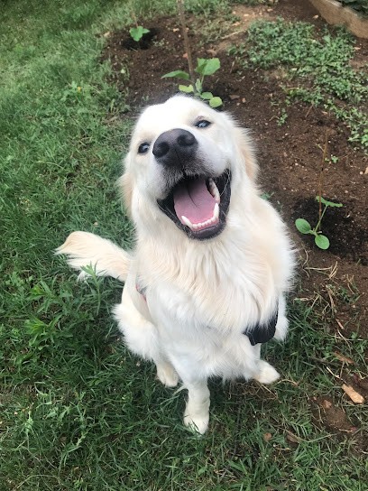 Terre des canidés, Dresseur de Chiens à Saint-Germain-Nuelles
