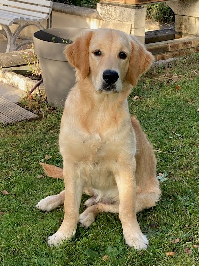 Goldens Des Rives De La Bidouze, Eleveur de Chiens à Uhart-Mixe