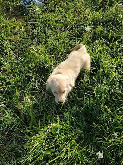 Du Mazage de Mascayenne, Eleveur de Chiens à Madière