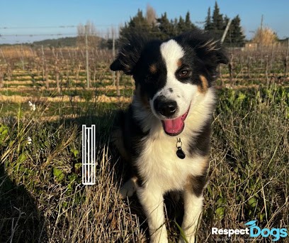 Educateur Canin RespectDogs Narbonne, Dresseur de Chiens à Narbonne