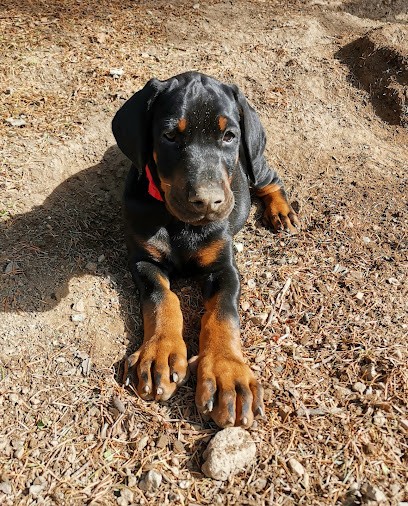 Domaine LifeNely, Eleveur de Chiens à Ancy