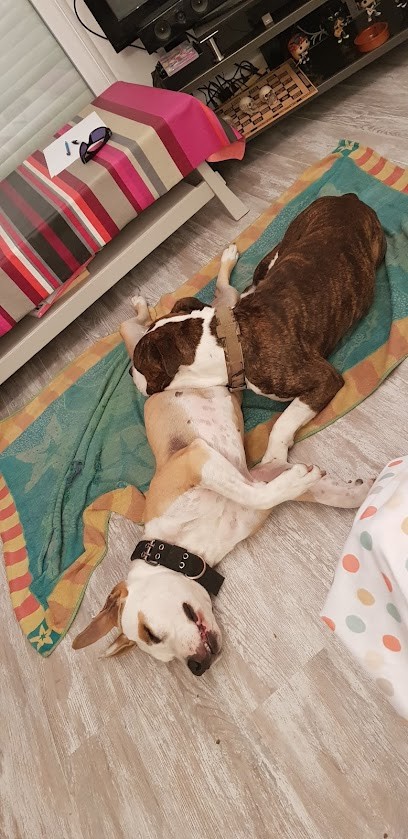 Celt’ and Dac, Eleveur de Chiens à Vair-sur-Loire