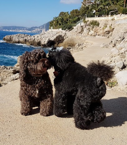 Cap Dog Services, Pension pour Chiens à Cap-d'Ail