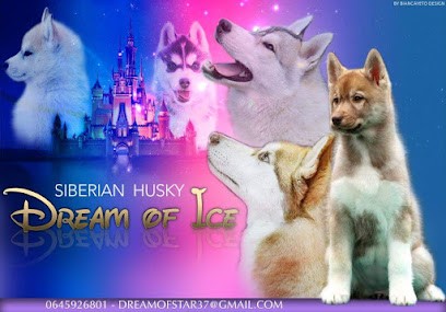 Elevage dream of ice, Eleveur de Chiens à Chisseaux