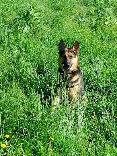 Le langage du chien - Educateur et comportementaliste canin Besançon, Dresseur de Chiens à Pelousey