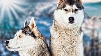 ELEVAGE FAMILIAL DE L'AUBEPINE, Eleveur de Chiens à La Roche-sur-Yon