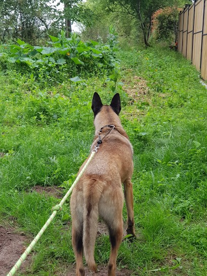 Des Animo Zen, Dresseur de Chiens au Gué-d'Alleré