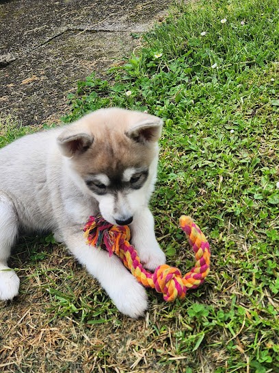 Elevage Loupia, Eleveur de Chiens à Saint-Georges-du-Bois