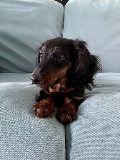 Le Petit Dan, Eleveur de Chiens à Hérouville-Saint-Clair