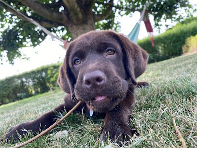 Elevage Des Monts D'Arcadie, Eleveur de Chiens à Villers-aux-Vents