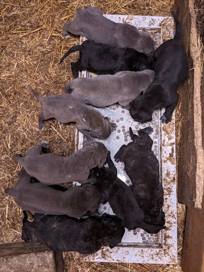 Emmanuel PARISE, Eleveur de Chiens à Neuvy