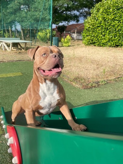Élevage RMCG BULLY's, Eleveur de Chiens à Saint-Sylvestre