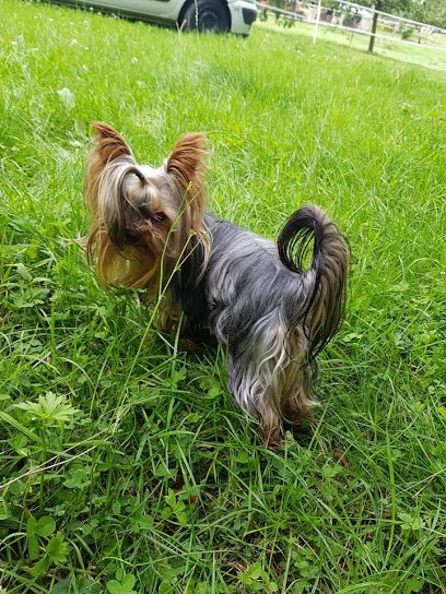 Pension chien, Pension pour Chiens à Franqueville