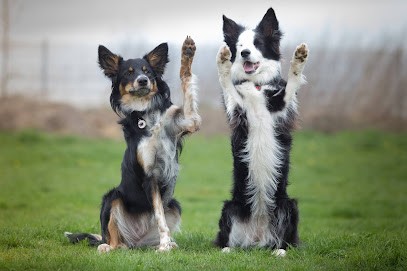 Creusot Alexandra, Dresseur de Chiens à Saint-Germain
