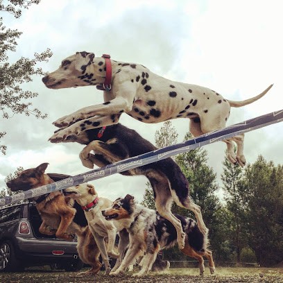 Sporting Club Canin De Villeneuve Tolosane, Dresseur de Chiens à Villeneuve-Tolosane