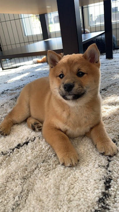 Domaine de Louchine, Eleveur de Chiens à Sainte-Croix-en-Jarez