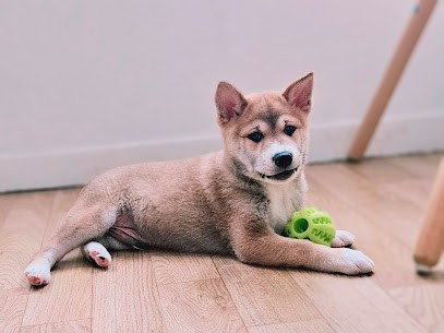 du compagnon fidèle, Eleveur de Chiens à Halloy