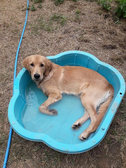 Pension Canine Hote Dog, Pension pour Chiens à Ville-en-Selve
