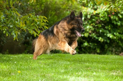 Elevage, pension et éducation canine Combe Delacquis, Pension pour Chiens à Beynost