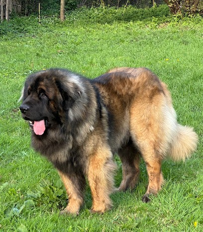 LE CLOS DES BRUYERES, Eleveur de Chiens au Douhet