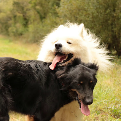 La Voie De Fenrir - Éducation Canine Dresseur De Chiens à Ergué-Gabéric