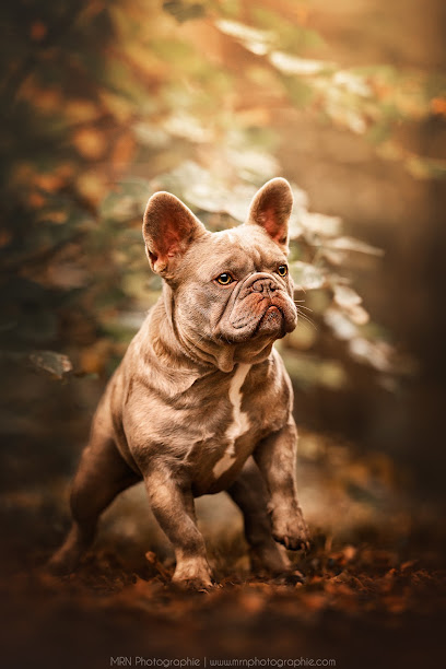 Élevage Bouledogue Français Sweet Bouli, Éleveur De Chiens au Frestoy-Vaux