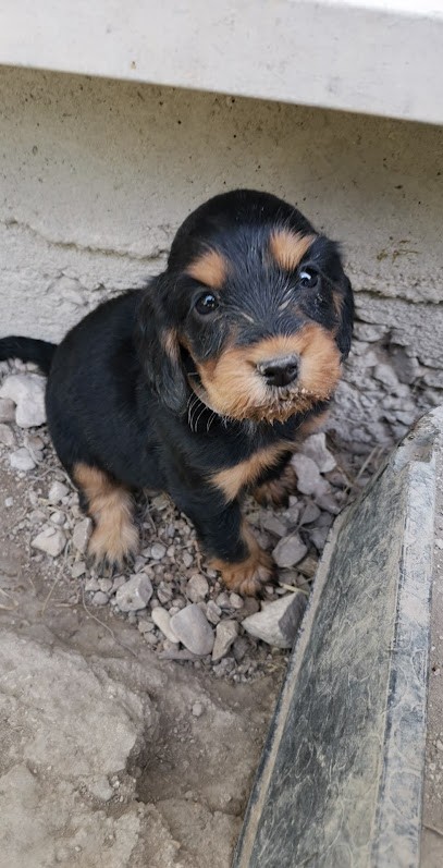 Élevage du Paradis d'Oliver, Eleveur de Chiens à Sainte-Maure