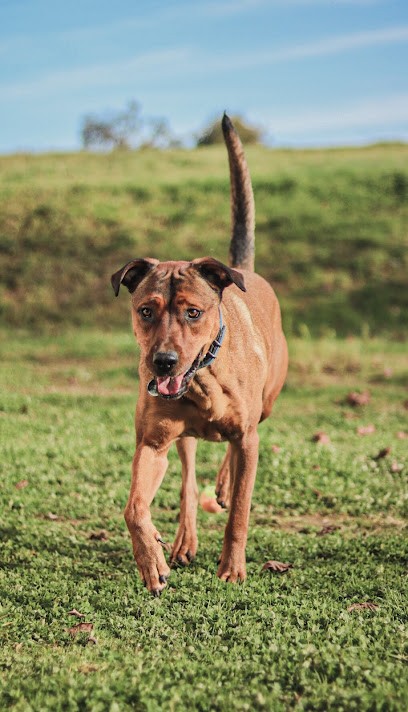 Dog'ynamic - Pension Canine Familiale, Pension pour Chiens à Baugy
