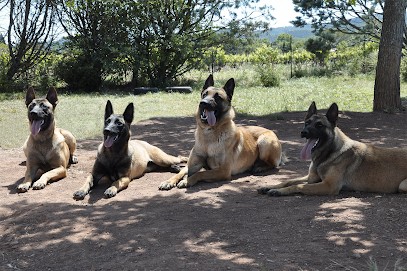 Élevage du Cartel Saint Roch, Eleveur de Chiens aux Arcs