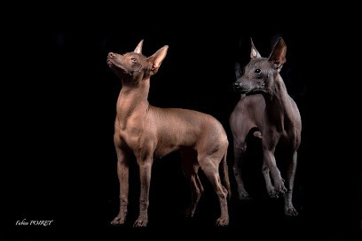 Elevage du Marais Des Chimeres, Eleveur de Chiens à Étroussat