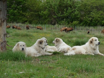 ELEVAGE DU HOGAN DES VENTS, Eleveur de Chiens à Agassac