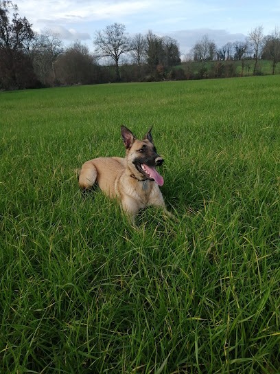 L'ACADÉMIE DES CHIENS - VENDÉE - ÉDUCATEUR CANIN, Dresseur de Chiens à Saint-Germain-de-Prinçay