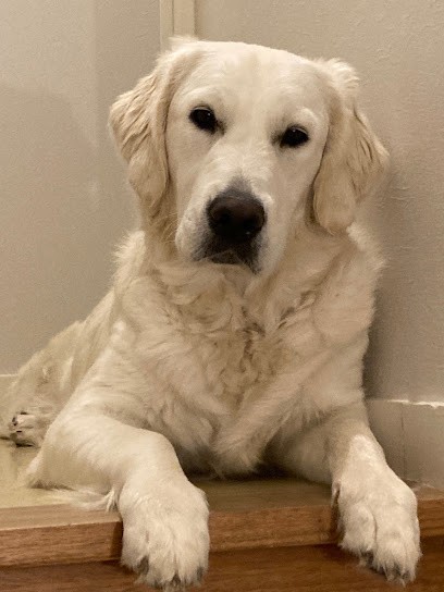 Educateur canin Comportementaliste - Educomport, Dresseur de Chiens à Saint Jacut Les Pins