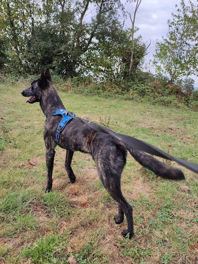 Des Héritiers D Hojoshei, Eleveur de Chiens à Saint-M'Hervé